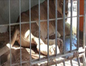 В цыганском таборе в Риме обнаружили трех львов, «оставленных на хранение» украинским цирком / Голодные животные рычали, пугая местных жителей