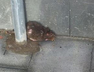 В  Неаполе появились крысы величиной с кролика (ФОТО)