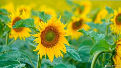 ������� ���� �� ������������ ����� ���������� �� ��������� �� ��� ����