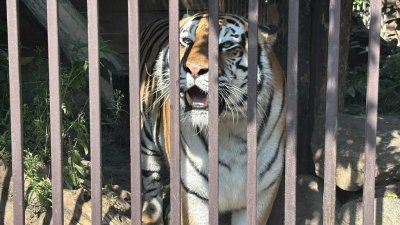«Уральские авиалинии» поздравили полосатых подопечных с Днем тигра (ФОТО)