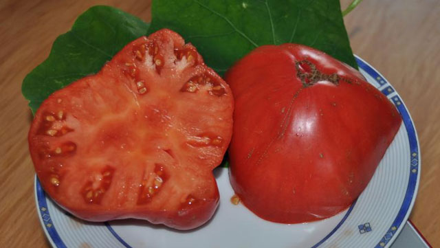 New Day: Russia: sviluppata una nuova variet&224; di pomodori Vova Putin