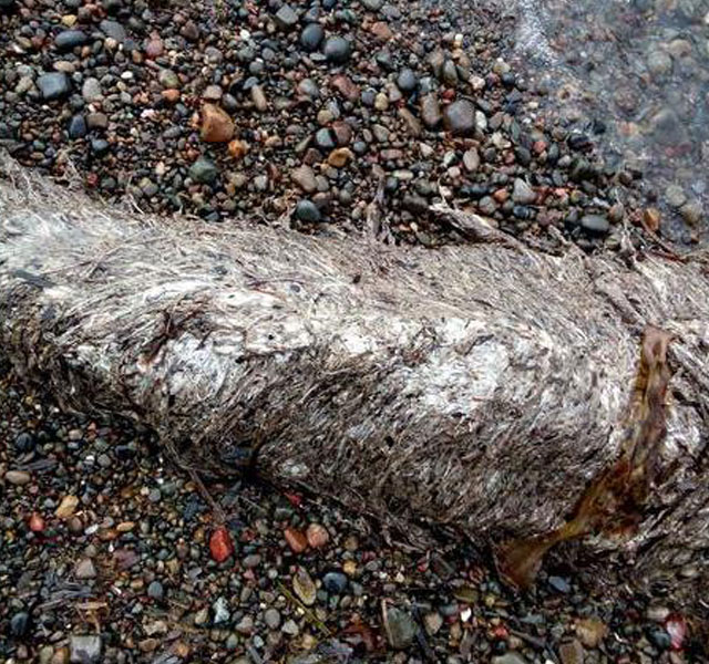 New Day: I resti di una creatura pelosa non identificata rinvenuti sulla riva di Sakhalin (FOTO)