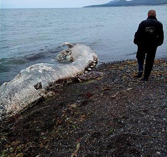 New Day: I resti di una creatura pelosa non identificata rinvenuti sulla riva di Sakhalin (FOTO)