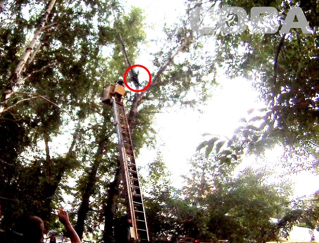 New Day: Un uomo si arrampica in cima a un albero…per salvare la figlia del presidente (FOTO, VIDEO)