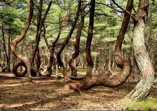 New Day: Servizio fotografico erotico nel parco nazionale delle foreste in Russia (FOTO)