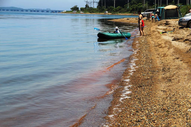 New Day: La risacca color arancione sulle spiagge di Vladivostok ha spaventato i turisti (FOTO)