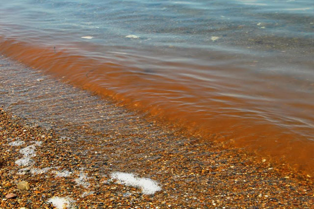 New Day: La risacca color arancione sulle spiagge di Vladivostok ha spaventato i turisti (FOTO)