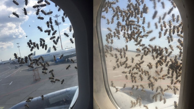 New Day: In un aeroporto di Mosca uno sciame di api aggressive ha attaccato un aereo