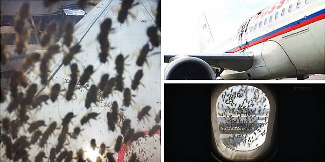 New Day: In un aeroporto di Mosca uno sciame di api aggressive ha attaccato un aereo