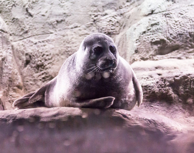 New Day: Il pi&249; grande oceanario dEuropa inaugurato a Mosca (FOTO)