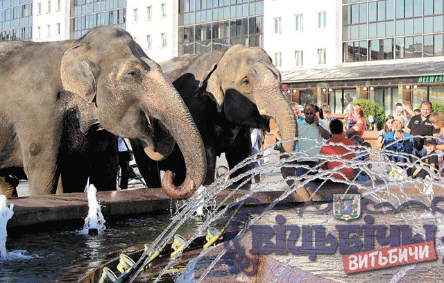 New Day: A Vitebsk tre elefanti a spasso per la citt&224; (FOTO)