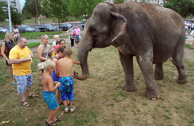 New Day: A Vitebsk tre elefanti a spasso per la citt&224; (FOTO)