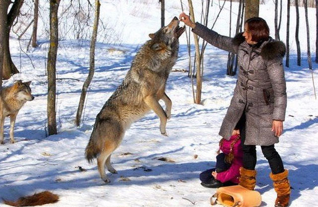 New Day: Branco di lupi come animali di compagnia: allevamento particolare di una famiglia bielorussa (FOTO)
