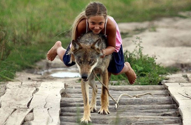 New Day: Branco di lupi come animali di compagnia: allevamento particolare di una famiglia bielorussa (FOTO)