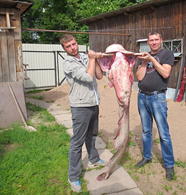 New Day: Una grande pescata a Pskov: pesce siluro da 44 chili (FOTO)