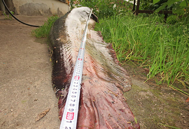 New Day: Una grande pescata a Pskov: pesce siluro da 44 chili (FOTO)