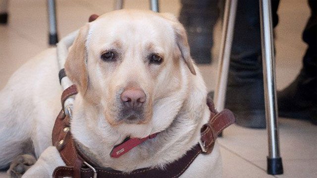 New Day: La polizia moscovita ha restituito alla cantante cieca il suo cane guida rubato qualche giorno fa