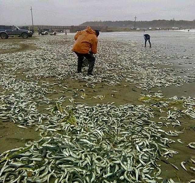 New Day: Decine di tonnellate di sardine agonizzanti sulle rive dellEstremo Oriente russo (FOTO, VIDEO)