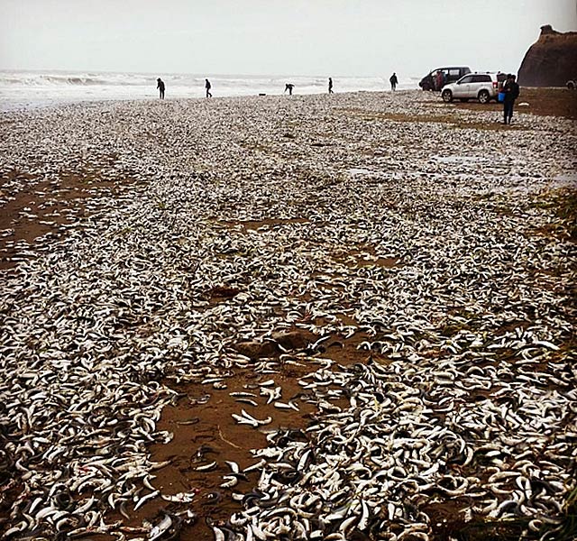 New Day: Decine di tonnellate di sardine agonizzanti sulle rive dellEstremo Oriente russo (FOTO, VIDEO)