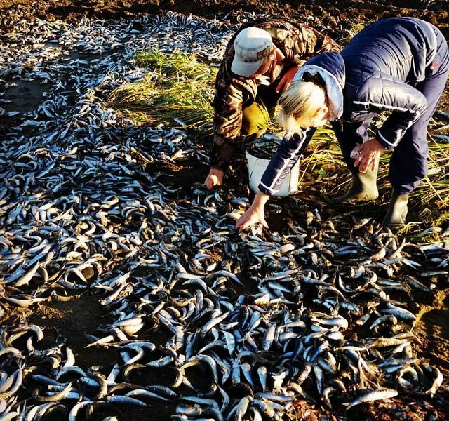 New Day: Decine di tonnellate di sardine agonizzanti sulle rive dellEstremo Oriente russo (FOTO, VIDEO)