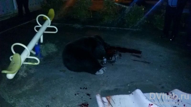 New Day: Khabarovsk: poliziotti sparano, uccidendo un orso allinterno di una scuola materna (FOTO, VIDEO)