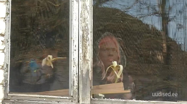 New Day: Esercitazioni militari in Estonia: poliziotti travestiti da profughi con visi dipinti e banane in bocca (FOTO, VIDEO)