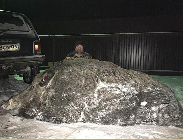 New Day: Un cinghiale da record ucciso negli Urali: pesa mezza tonnellata (FOTO, VIDEO)