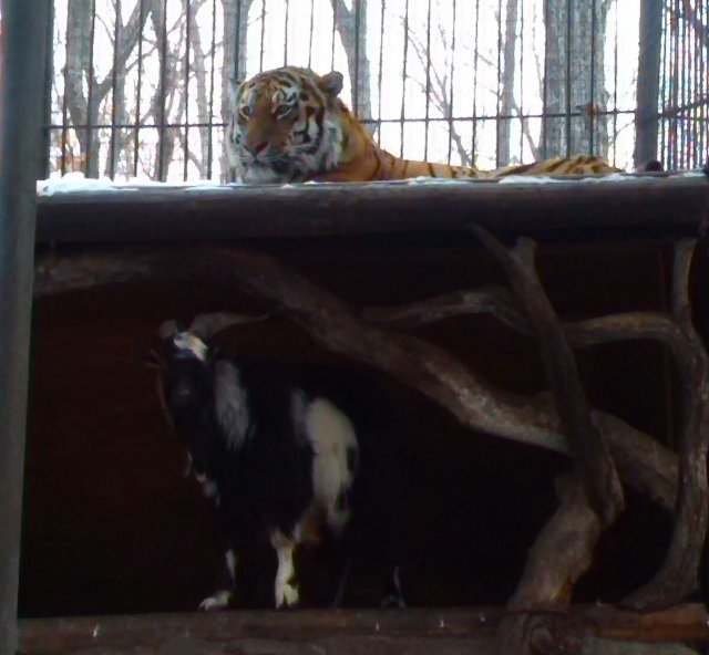 New Day: NellEstremo Oriente russo un caprone ha fatto amicizia con una tigre (FOTO)