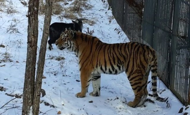 New Day: NellEstremo Oriente russo un caprone ha fatto amicizia con una tigre (FOTO)