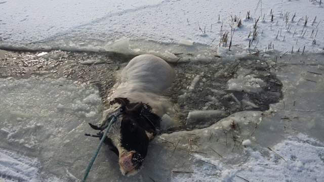 New Day: Drammatico salvataggio di una mucca finita in un buco nel fiume ghiacciato (FOTO)