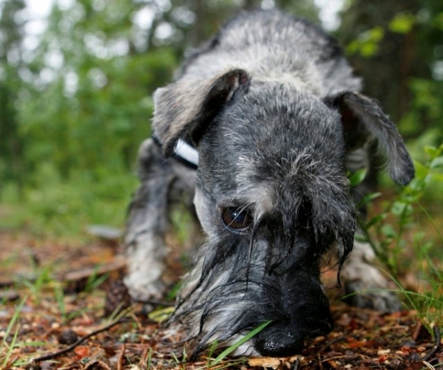 New Day: In Finlandia i cani sono stati decorati per aver salvato le vite umane (FOTO)