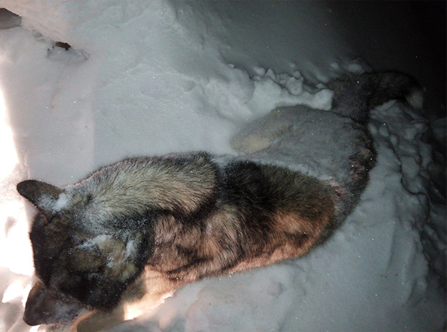 New Day: Un branco di lupi-mannari assalta un villaggio nella Repubblica dei Komi (FOTO)