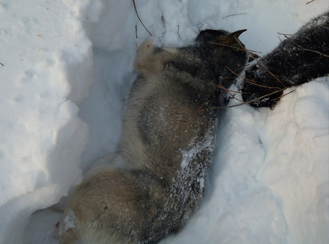 New Day: Un branco di lupi-mannari assalta un villaggio nella Repubblica dei Komi (FOTO)