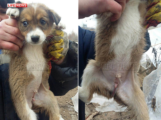 New Day: In Tatarstan &232; stato trovato un cucciolo di cane ermafrodito (FOTO)