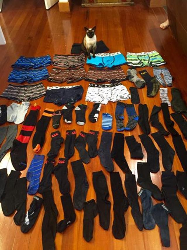 New Day: Gatta – feticista neozelandese porta a casa 60 mutande maschili e calzini (FOTO)