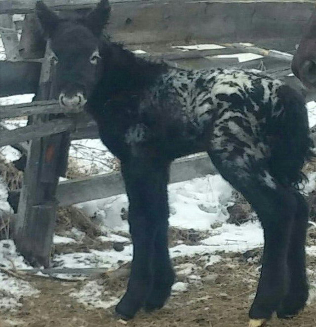 New Day: In Yakutia una cavalla partorisce puledro zebrato (FOTO)