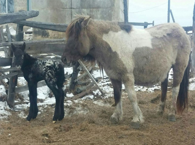 New Day: In Yakutia una cavalla partorisce puledro zebrato (FOTO)