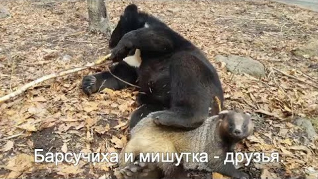 New Day: Unamicizia insolita nello zoo di Primorye (FOTO, VIDEO)