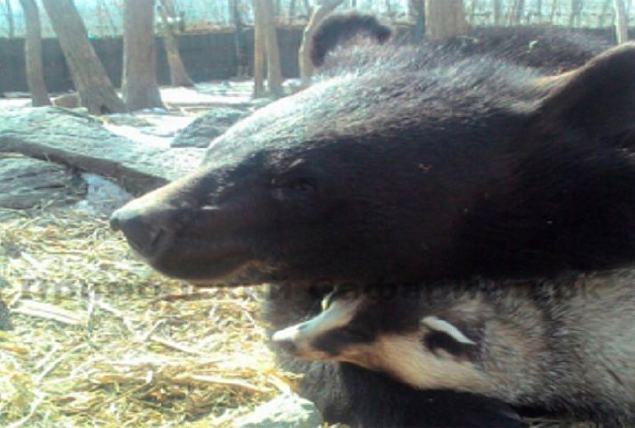 New Day: Unamicizia insolita nello zoo di Primorye (FOTO, VIDEO)