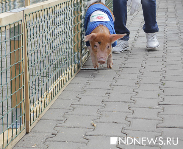 New Day: Corsa di maiali nella capitale degli Urali (FOTO)