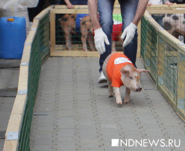 New Day: Corsa di maiali nella capitale degli Urali (FOTO)