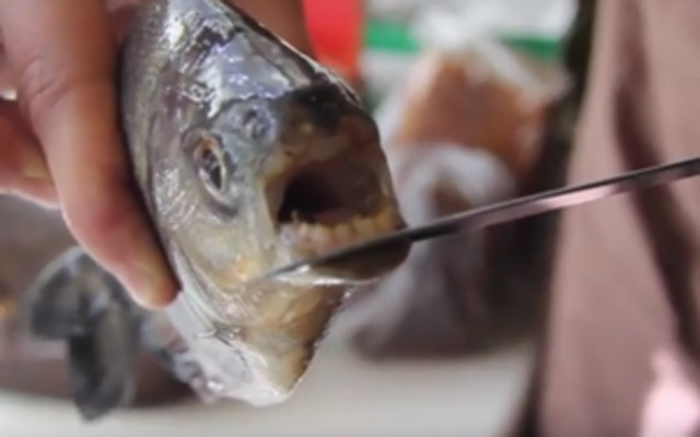 New Day: Piranha con denti umani pescato a Tula (Video)