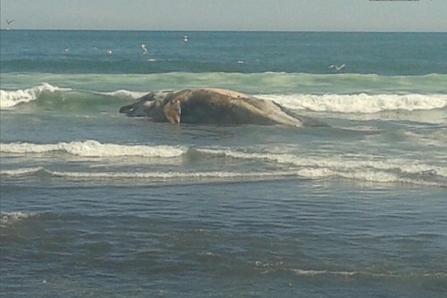 New Day: Unenorme balena spiaggiata sulla costa della Kam&269;atka (FOTO)