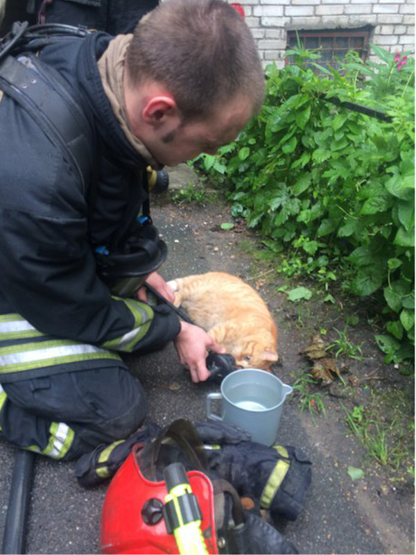 New Day: A San Pietroburgo i pompieri rianimao un gatto scampato a un incendio (FOTO)