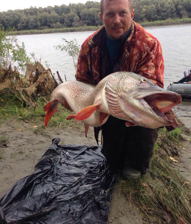 New Day: Gigantesco luccio pescato in Siberia (FOTO)