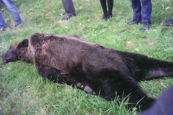 New Day: In una scuola in Estremo Oriente russo &232; stato abbattuto un orso (FOTO)