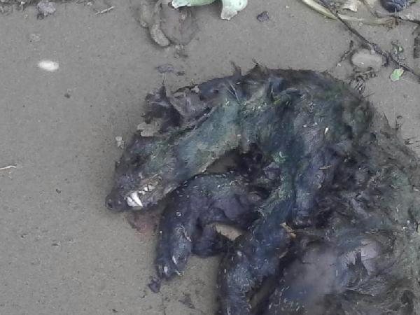 New Day: Sulla riva del Volga trovata la carogna di un animale sconosciuto (FOTO)