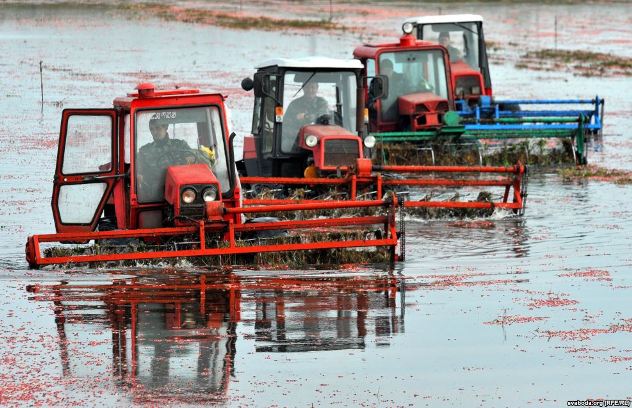 New Day: I bielorussi raccolgono la mortella di palude con i trattori (FOTO)