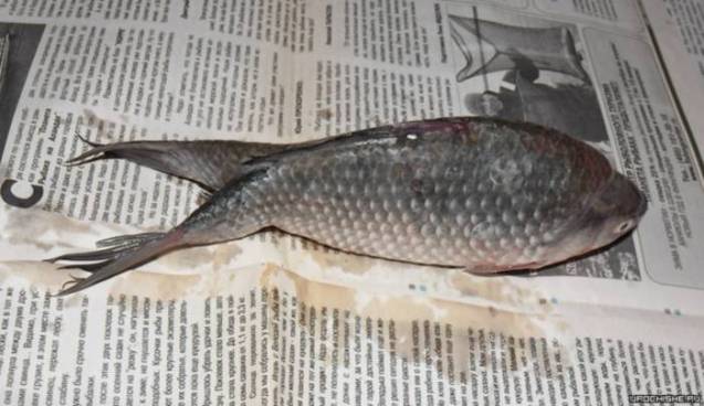 New Day: Negli Urali pescato pesce mutante (FOTO)