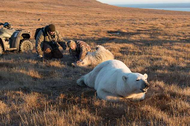 New Day: In una riserva naturale della &268;ukotka un orsetto &232; stato salvato da una lattina (FOTO)